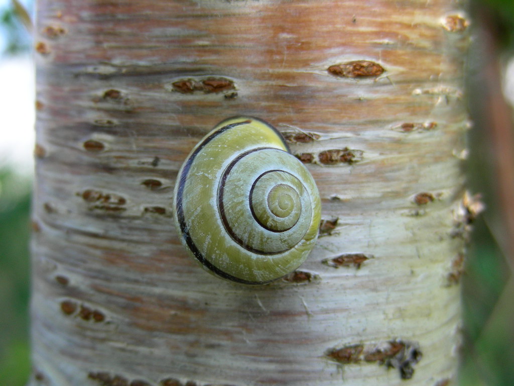 Sono identiche a ....Cepaea nemoralis dal Belgio